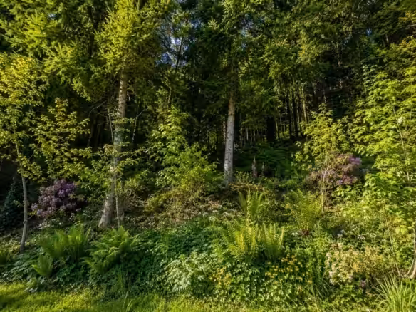 Blick in den eigenen Wald
