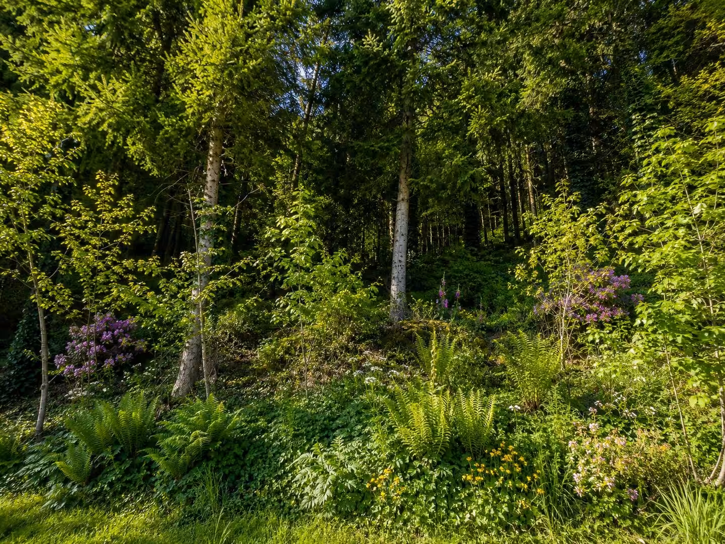 Blick in den eigenen Wald