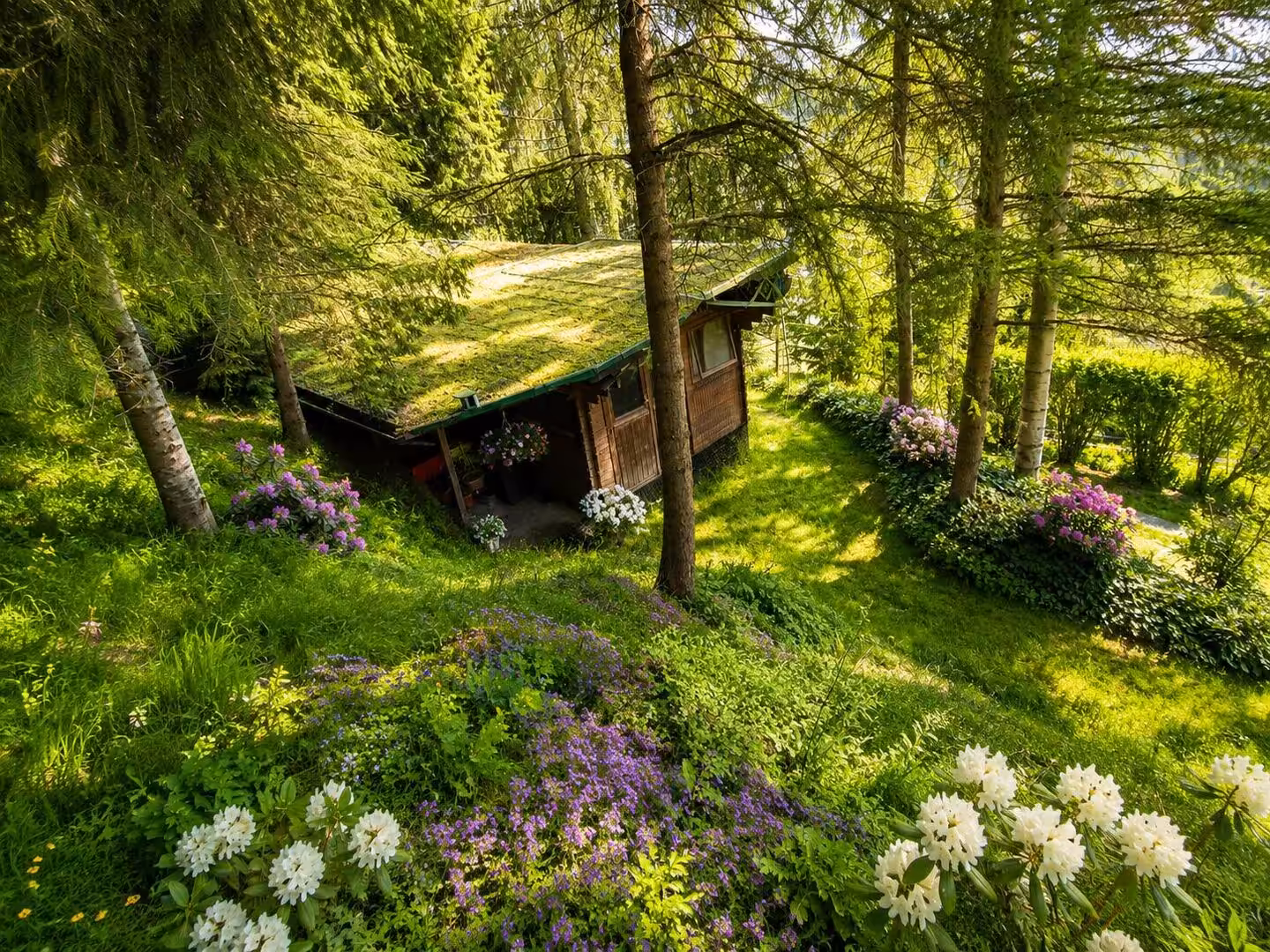 in den eigenen Wald 1