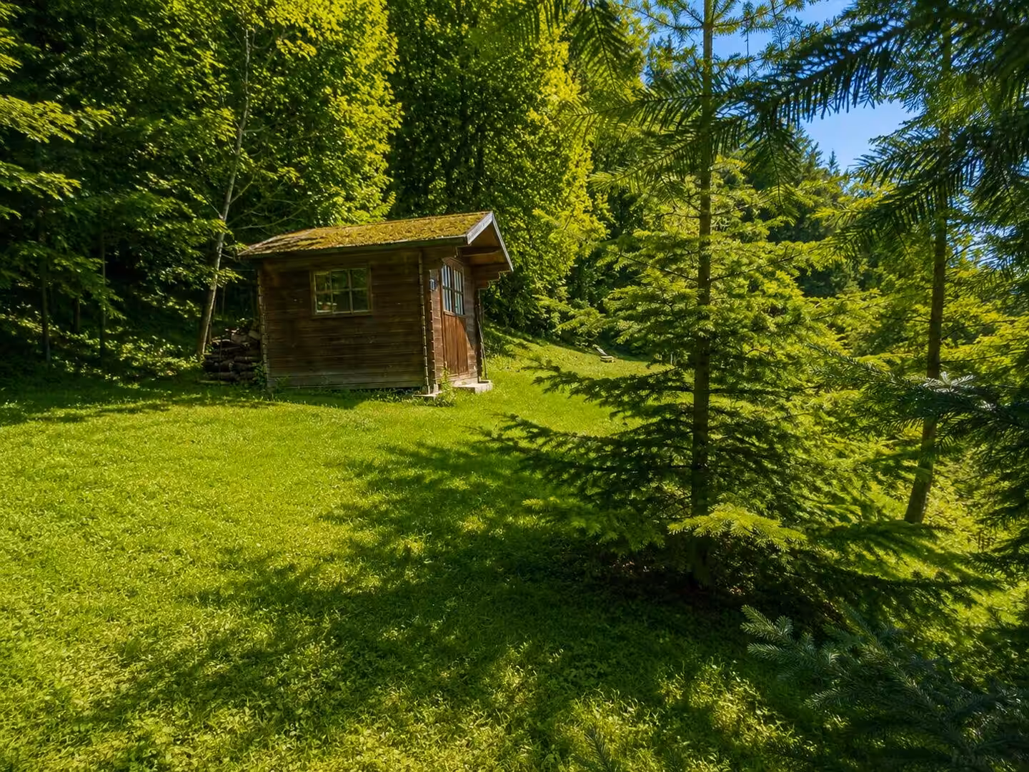 sommerliche Waldlichtung mit Hütte