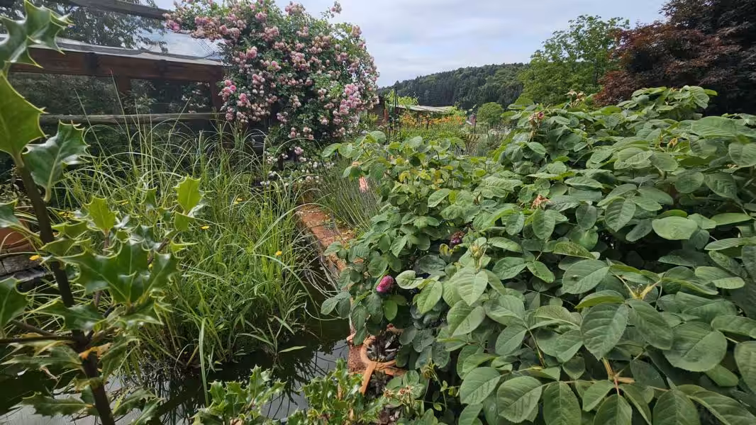 Impression Garten