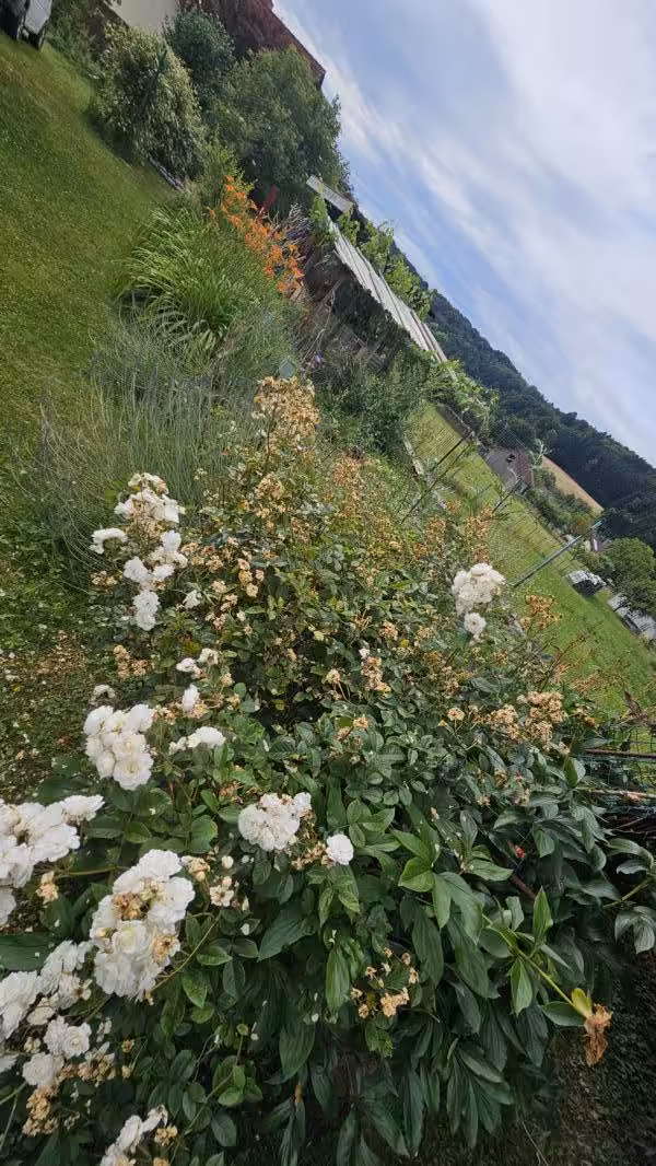 Impression Garten