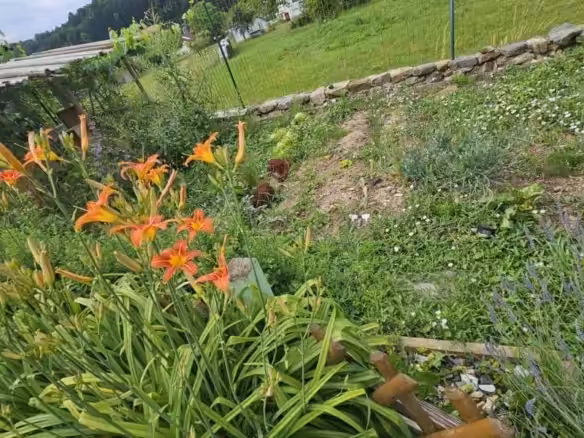 Impression Garten
