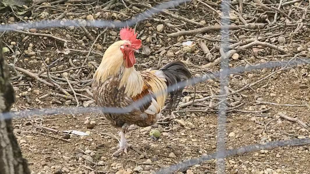 der Hahn im Korb ..?