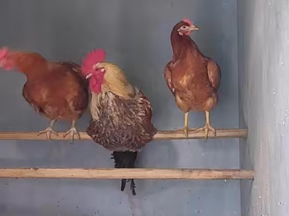eigene Hühnerfamilie