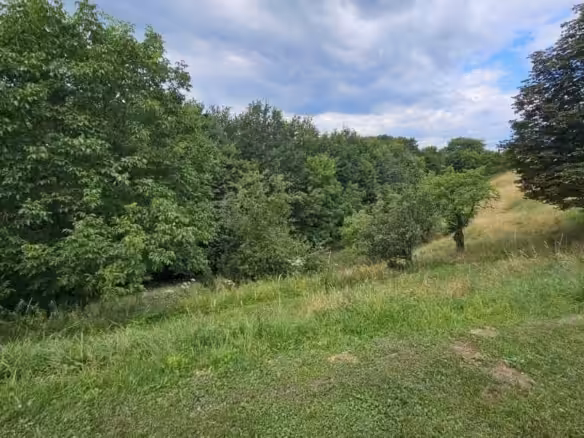 Blick Wald und Obstgarten