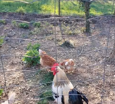 Eierproduzenten