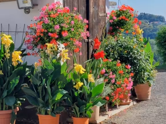 Blumenpracht