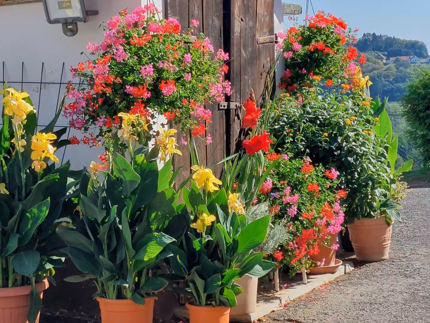 Blumenpracht