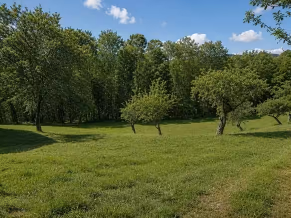 Blick Wald, Wiese, Obstgarten