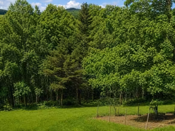 Blick zum eigenen Wald